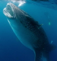   30ft Whale shark feeding whilst migrating Southern Belize  